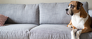Upholstery Cleaning Moranbah